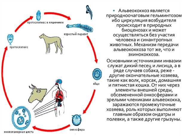 Альвеококкоз