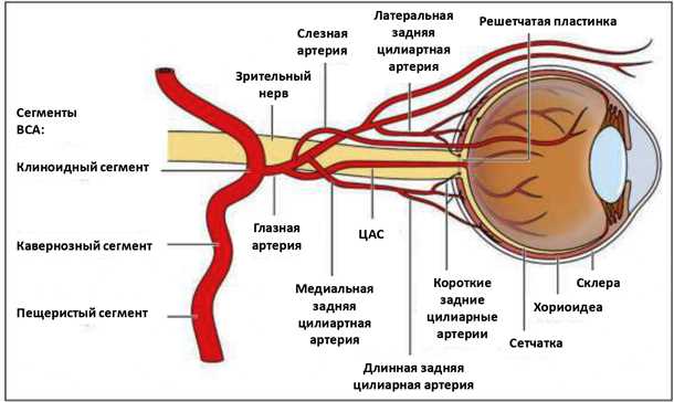 2. Макулярная дегенерация