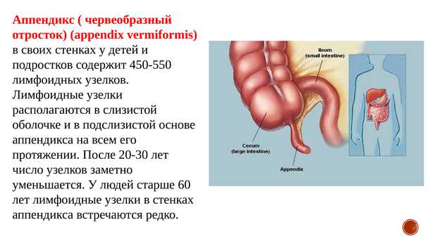 Аппендикс: расположение, строение и функции