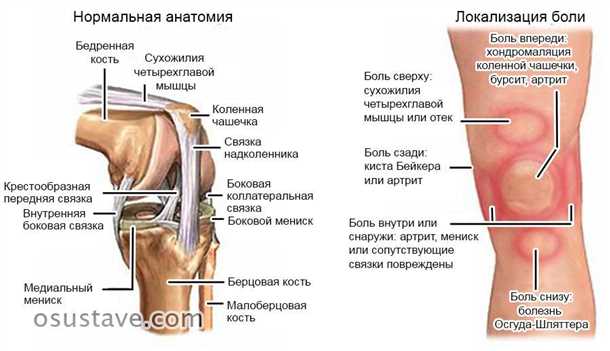 Анатомия и строение сустава
