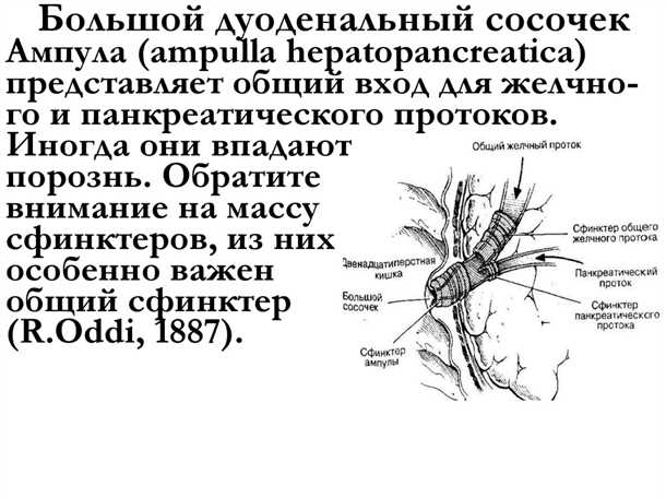 6. Диагностика и методы исследования большого дуоденального сосочка