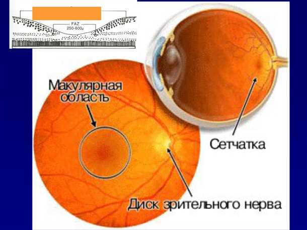 Влияние возраста на макулу