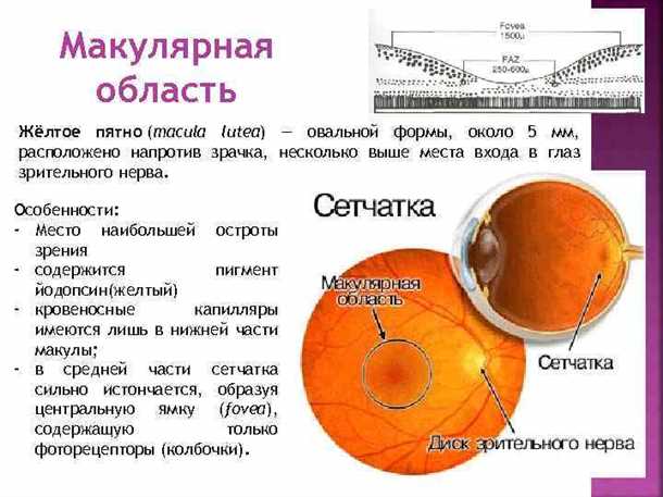 Что такое макула (macula).