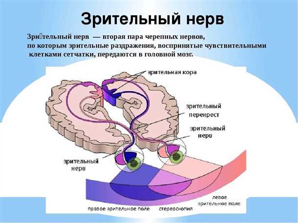 Что такое зрительный путь, симптомы и лечение