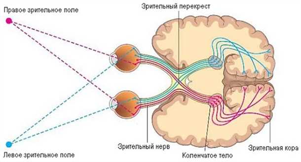 2. Поле зрения
