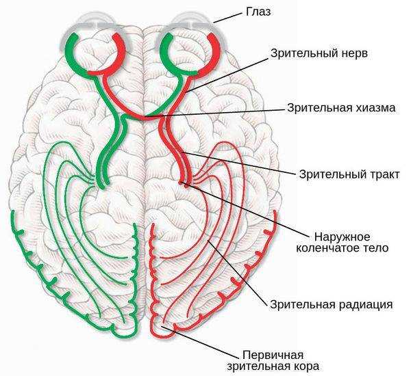 Структура глаза и его функции