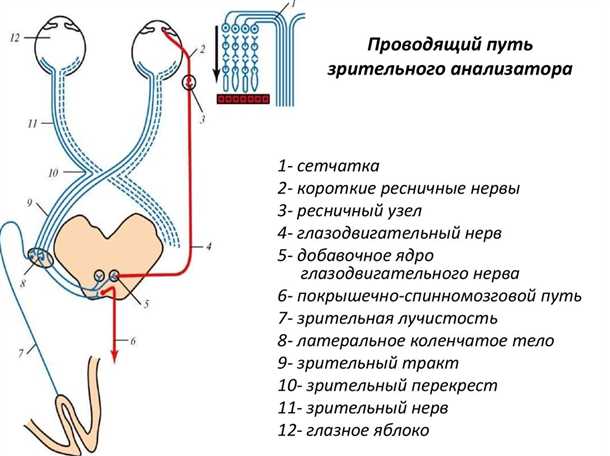 1. Глазные инфекции