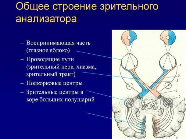 Что такое зрительный путь, симптомы и лечение.