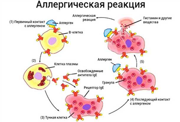 Эпилепсия и аллергические реакции: влияние аллергии на эффективность лечения.
