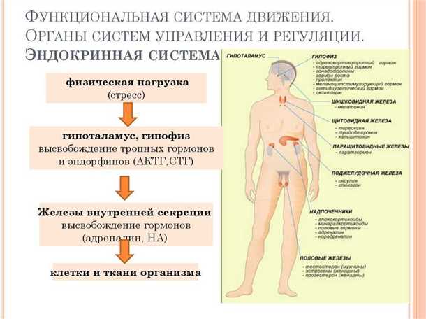 Эпилепсия и гормональные изменения: воздействие на репродуктивную и эндокринную системы.