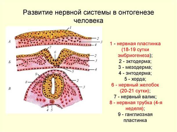 Развитие нейродегенеративных процессов