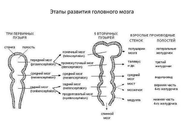 Этапы развития дегенеративных процессов в нервной системе.