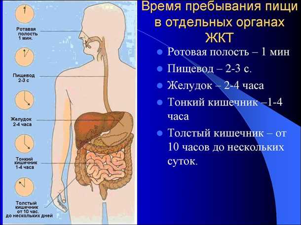 Благоприятные факторы для пищеварения:
