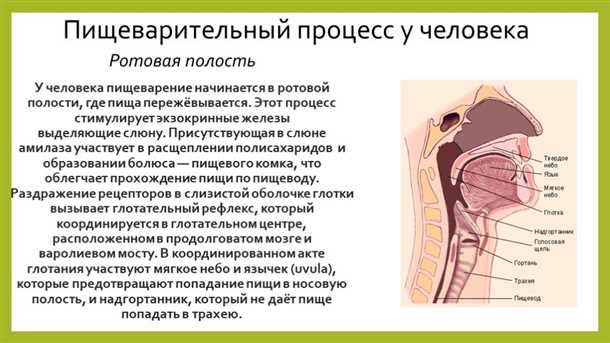 11. Пищеварение и хорошее пищеварение: поддержание здоровья организма