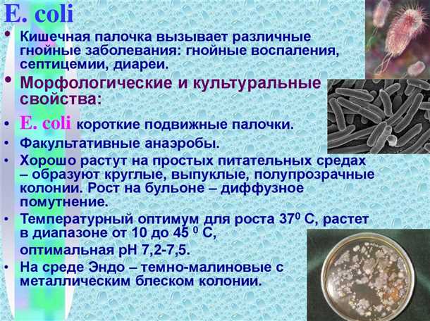 Гемолитическая (гемолизирующая) кишечная палочка: нужно ли ее лечить?