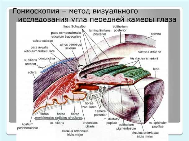 Значение интерпретации результатов гониоскопии