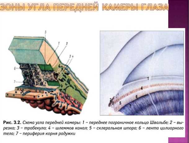 Цена и стоимость гониоскопии
