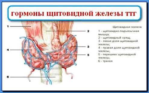 Определение нормы гормонов щитовидной железы
