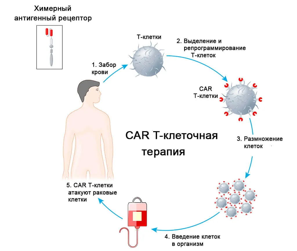 Влияние медиаторов воспаления на иммунные клетки