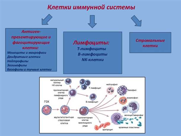 Влияние системы защиты организма на восстановление поврежденных тканей