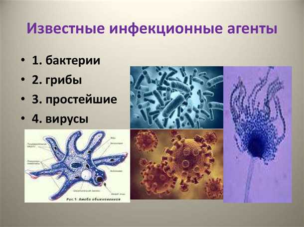 Связь между инфекционными агентами и хроническими нейродегенеративными заболеваниями