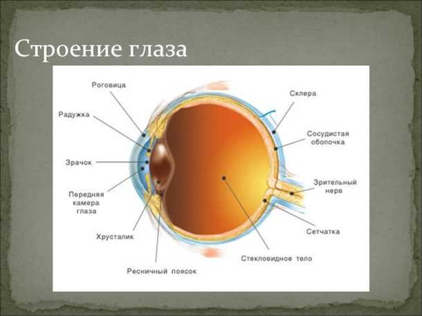 Склера