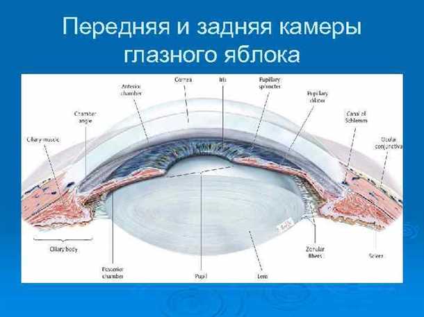 Камеры глаза - устройство, функции и особенности органов зрения Камеры глаза (eye camera), строение, функции.