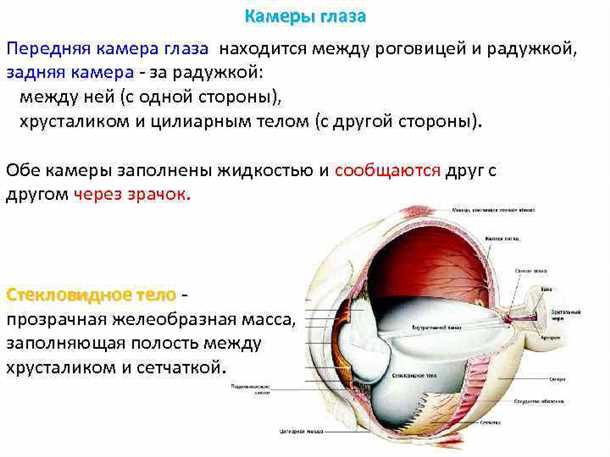 Различные типы фоторецепторов