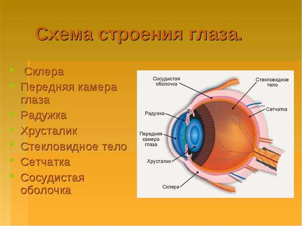 Хрусталик