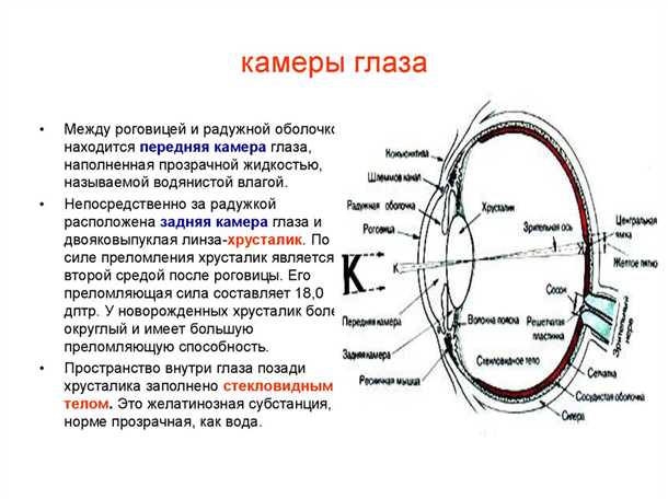 Роговица
