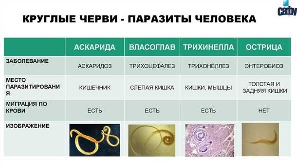 Описторхоз: виды и методы лечения
