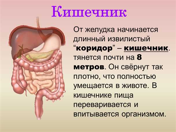 Кишечник человека: строение и функции органа