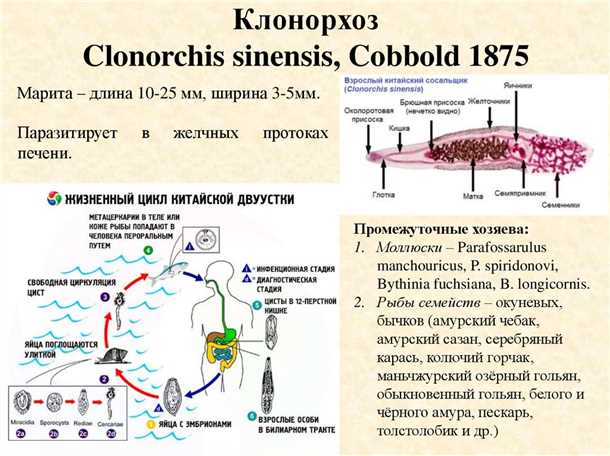 Как паразит размножается
