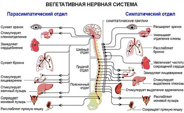 Патологические последствия электролитных нарушений для нервной системы