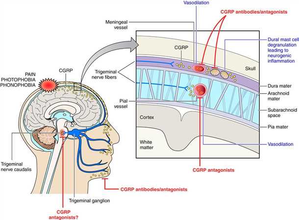 Пункт №4: Диагностика и выявление причин возникновения ограниченных состояний и воспалительных процессов в мозге