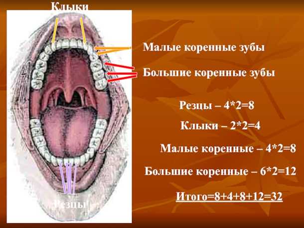 1. Регулярная чистка коренных зубов