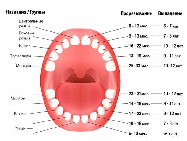 Изменения коренных зубов в разные возрастные периоды