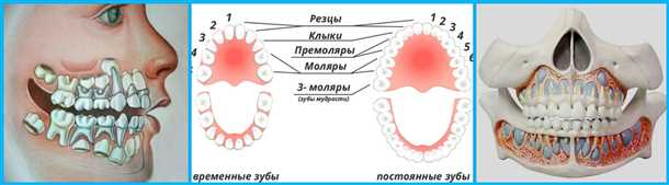 Коренные зубы: типы, функции, уход Коренные зубы