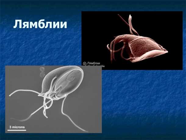 Диета и здоровый образ жизни