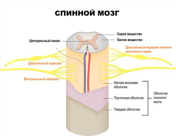 Как радиация приводит к развитию миелита?