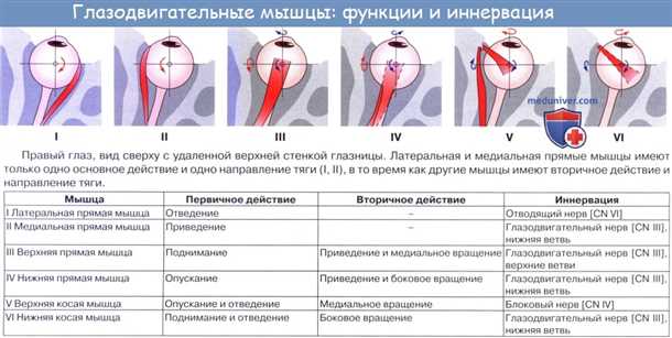 Строение мышц глаза