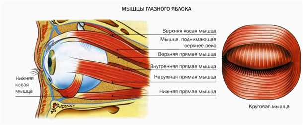 Методы восстановления работы мышц глаза