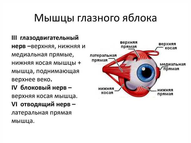 Внешние мышцы глаза