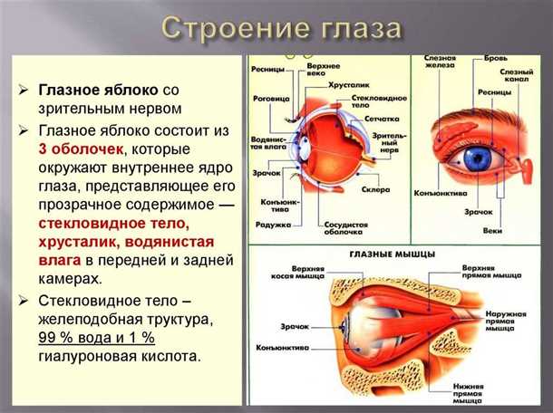Характерные признаки проблем с мышцами глаза