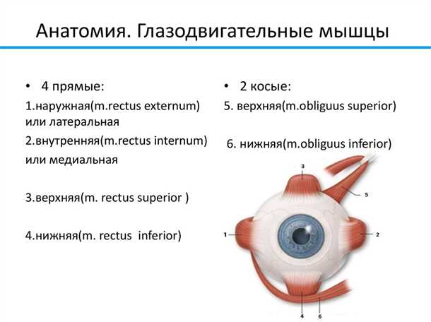 Важность мышц для правильной работы глаза