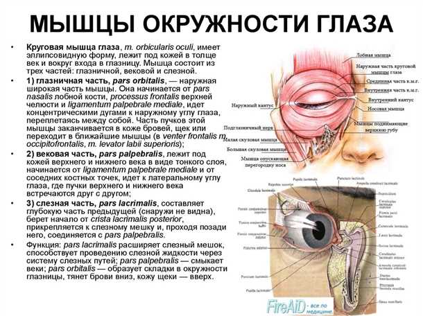 Роль мышц в функционировании глаза