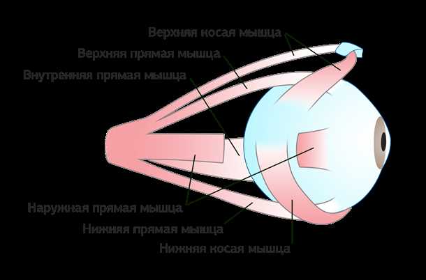 Роли мышц в движении глазного яблока