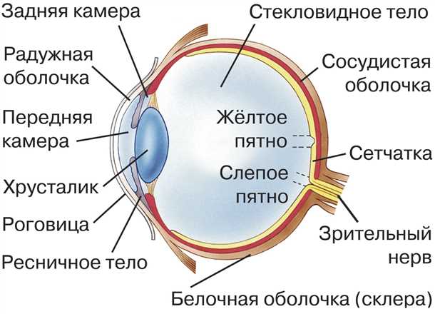 Мышцы глаза, функции, строение, симптомы заболеваний.