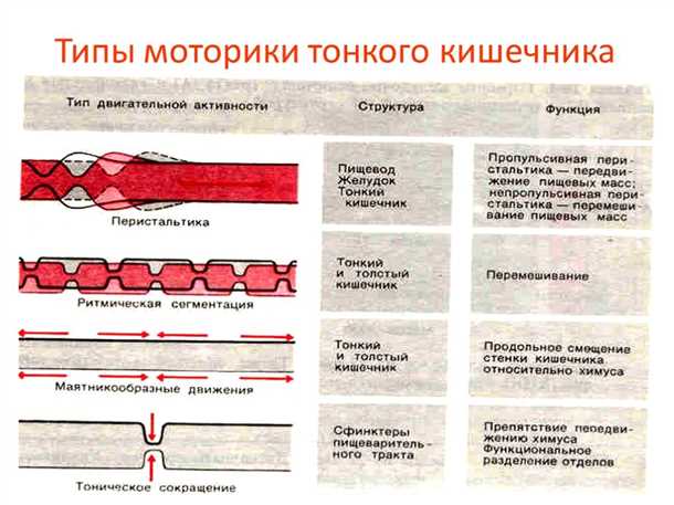 Баланс между тонусом и сокращениями