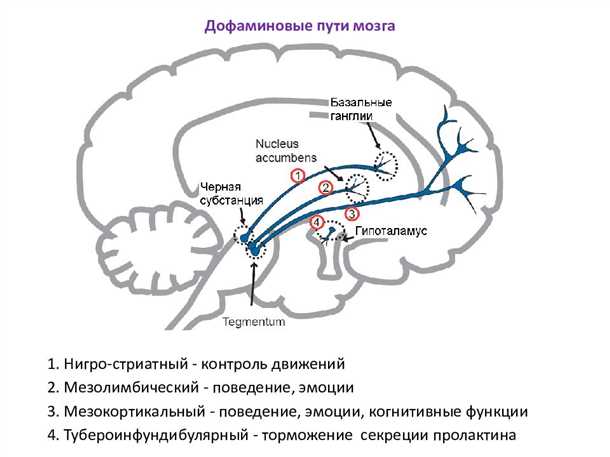 Анализ мозговой активности